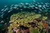 Triton Bay West Papua Indonesia