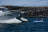 Alya liveaboard Galapagos 41
