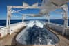 Argo liveaboard Costa Rica Cocos Island 19