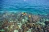 Borneo DIvers Mabul 23