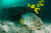 Mabul Kapalai Scuba Diving Sabah Malaysia 5