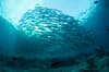 Sipadan Sabah Malaysia Diving 3