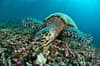 Sipadan Sabah Malaysia Diving 4