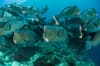 Sipadan Sabah Malaysia Diving 9