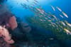 Dhaalu Faafu Atoll Scuba Diving Maldives 11