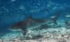 Fuvahmulah_Dive_School_Tiger_Shark4