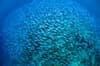 North Male Maldives Scuba Diving 8
