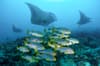 North Male Maldives Scuba Diving