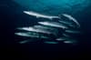 maldives_rasdhoo_barracuda