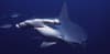 maldives_rasdhoo_hammerhead