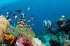 maldives_south_ari_dhonkan_thila
