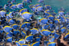 maldives_south_ari_powder_blue_surgeonfish