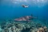 maldives_south_ari_whaleshark_snorkeler