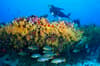 Vaavu Atoll Maldives Scuba Diving 7
