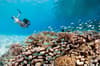 Vaavu Atoll Maldives Scuba Diving 9