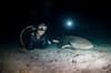 Vaavu_Alimatha_Night_Dive