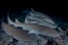 maldives_vaavu_nursesharks_nightdive