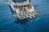 Guadalupe Island Mexico Diving Shark 11