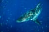 Guadalupe Island Mexico Diving Shark 6
