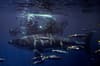 Guadalupe Island Mexico Diving Shark 7
