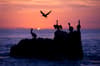 Sea Cortez Mexico Diving 7