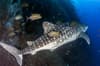 Socorro Islands Revillagigedo 5