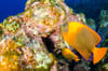Socorro Islands Revillagigedo 7