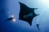 Socorro Islands Revillagigedo 8