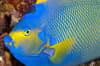 Cancun Isla Mujeres Scuba Diving Mexico 8
