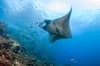 Mergui Archipelago Scuba Diving 11