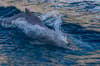Oman Musandam Scuba Diving 11