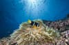 Oman Musandam Scuba Diving 14