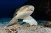 Oman Musandam Scuba Diving 17