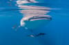 Oman Musandam Scuba Diving 2