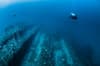 Bikini Atoll Scuba Diving 8