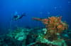 Chuuk scuba diving 4