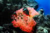 Vanua Levu Taveuni Blight Water Scuba Diving 10