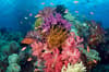 Vanua Levu Taveuni Blight Water Scuba Diving 3