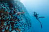 Vanua Levu Taveuni Blight Water Scuba Diving 6