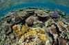 Beqa Viti Levu Kadavu Fiji Diving 4