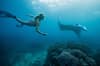 Yasawa Mamanuca Islands Diving Fiji 11