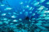 FishnFins Palau 08