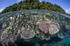 Solomon Islands scuba diving 13