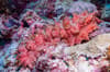 Solomon Islands scuba diving 15