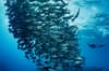 Solomon Islands scuba diving 18