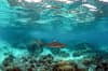 Solomon Islands scuba diving 19