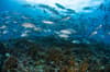 Solomon Islands scuba diving 2
