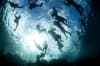 Solomon Islands scuba diving 5