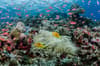Solomon Islands scuba diving 6