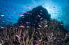 Solomon Islands scuba diving 8